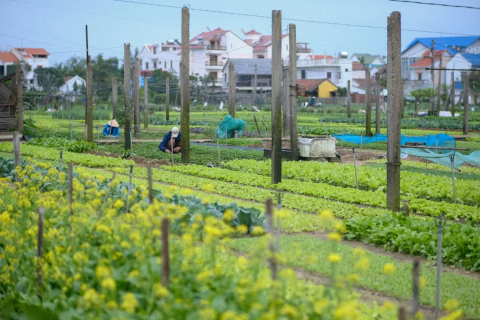 Vườn rau của Nguyễn Thị Á Châu